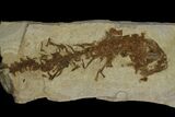 Partial, Fossil Salamander (Chelotriton) - Gracanica, Bosnia #175088-1